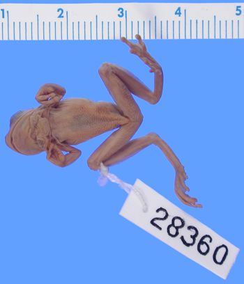 Media type: image; Herpetology A-28360